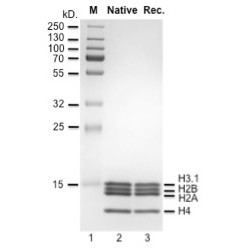 Human recombinant H3.1 core...