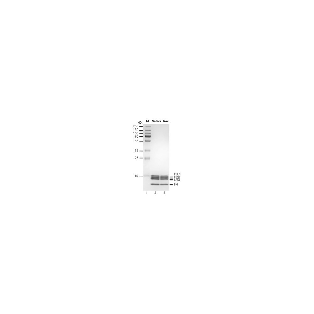 Human recombinant H3.1 core Histones